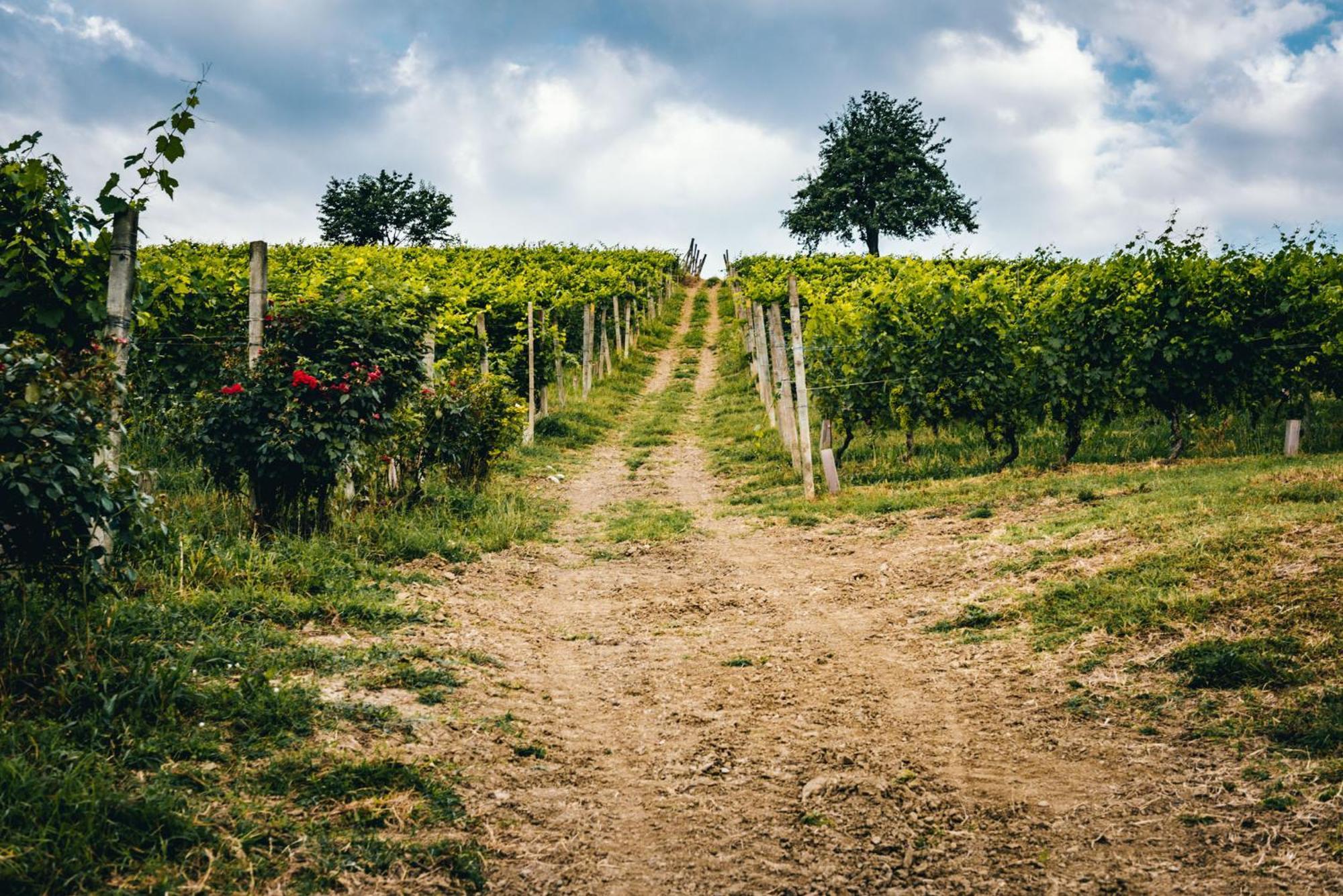 Agriturismo Dacapo Agliano Terme Buitenkant foto