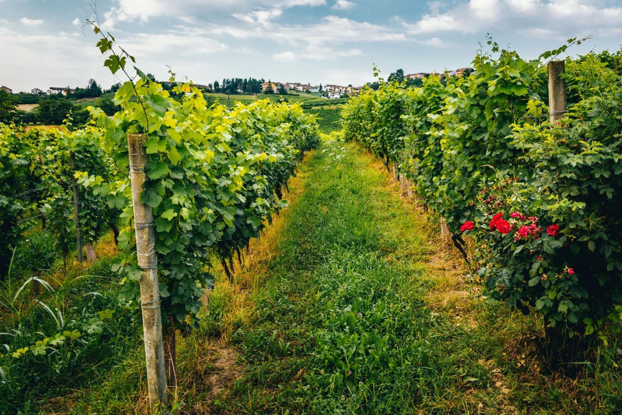 Agriturismo Dacapo Agliano Terme Buitenkant foto